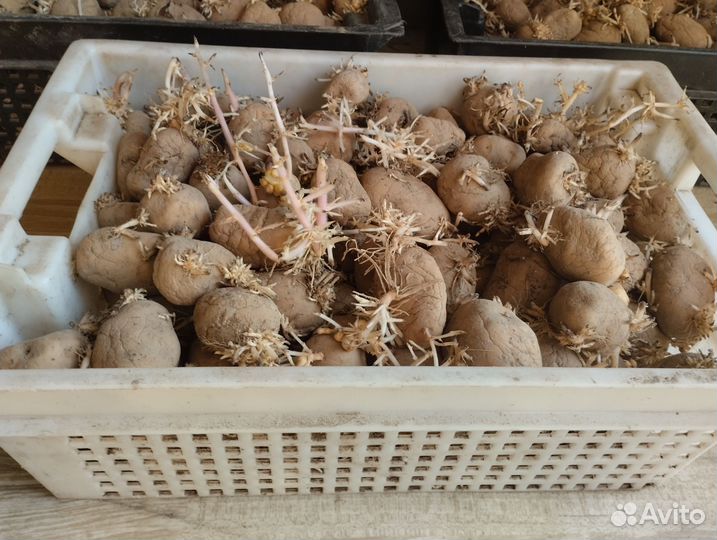 Картофель на посадку сорт бриз
