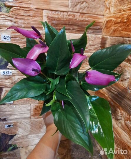 Антуриум Зизу, Ванила, Шерцера