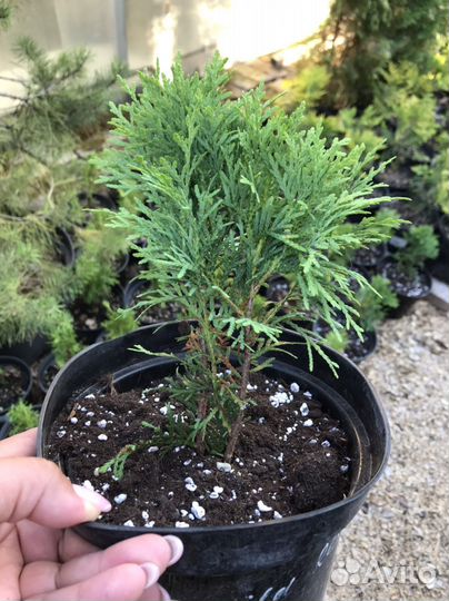 Саженцы шаровидных туй Даника,Литтл Гиант