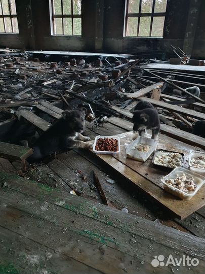 Щенок в добрые руки