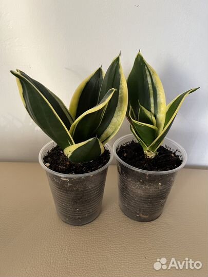 Суккуленты