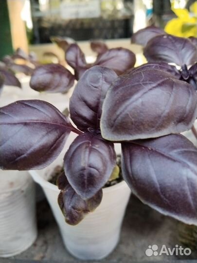 Рассада:томат,перец,огурцы