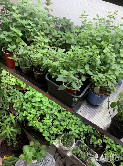 Мята 150 сортов новинки