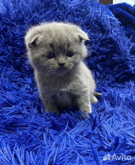 Домашние животные котята