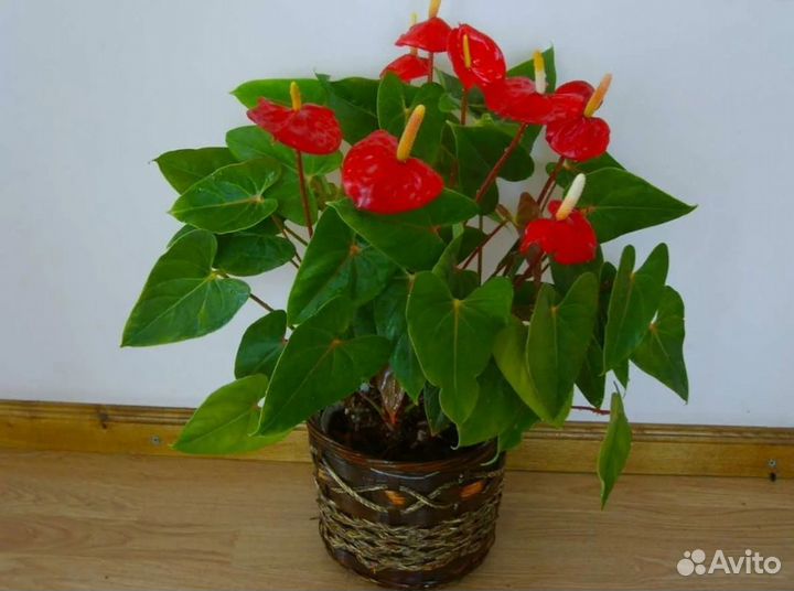 Антуриум красный