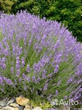 Лаванда узколистная