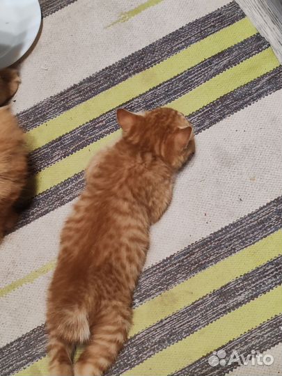 Кошки курильский бобтейл