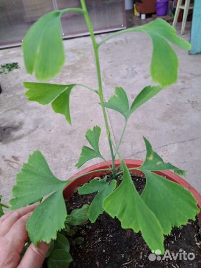 Гинго билоба