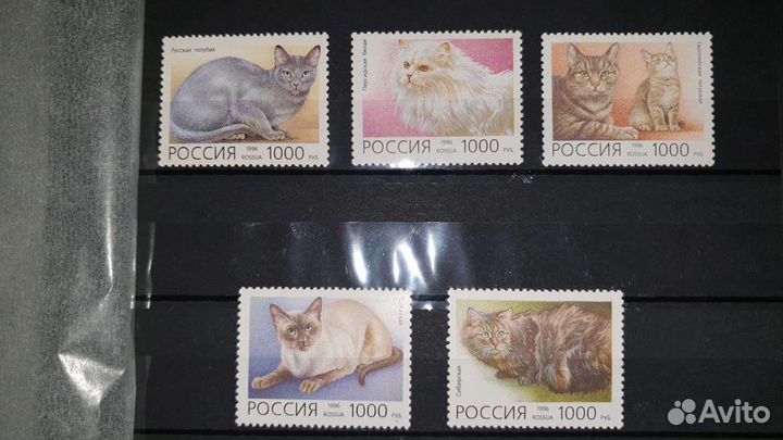 1996, марки РФ Домашние кошки. комплект