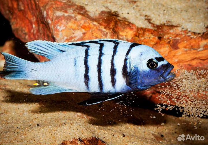 Разводчик малави