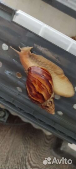 Улитки ахатины бесплатно