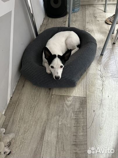 Собака в добрые руки щенок