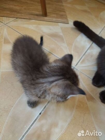 Кошка в дар