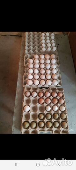 Инкубационное яйцо падуан