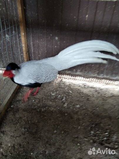 Серебряный фазан самец