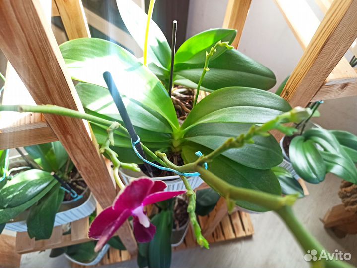 Орхидея фаленопсис