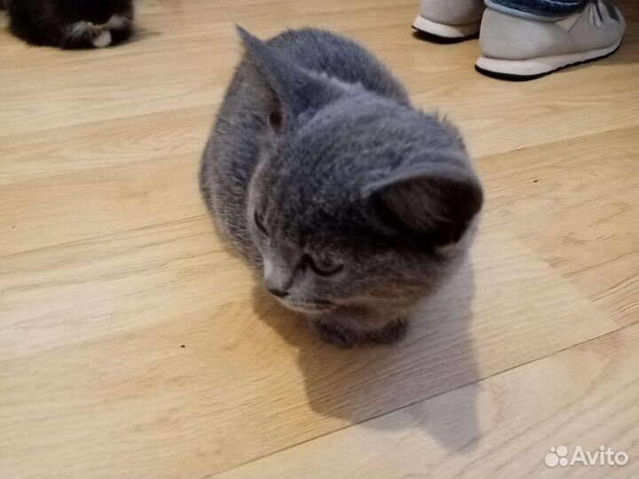 Русская голубая кошка