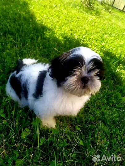 Девочки. настоящие красотки