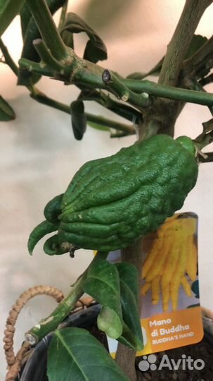 Цитрус Рука Будды