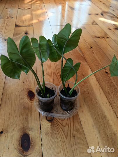 Филодендрон бурле макс