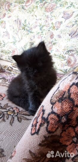 Кошечка в добрые руки