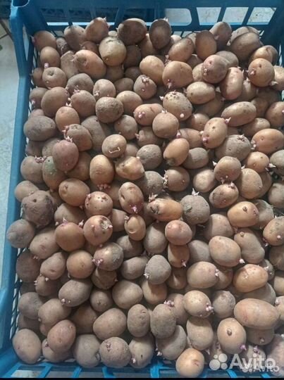 Семенной картофель