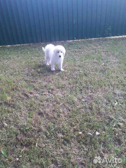 Маремма абруцкая