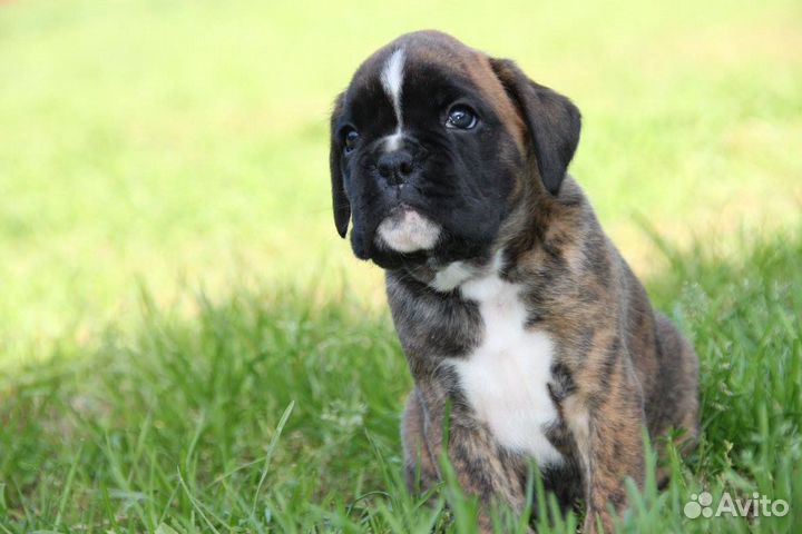 Тигровые и рыжие