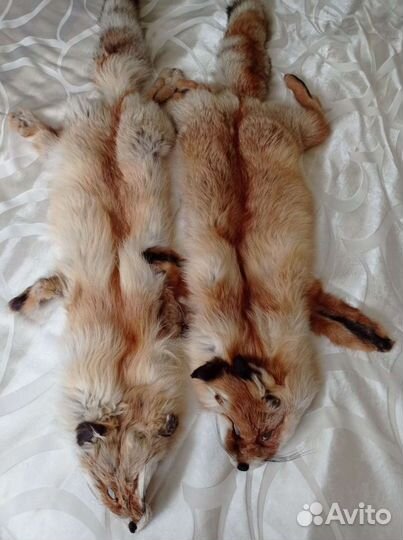 Шкуры лисы