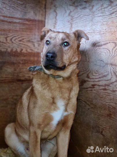 Добрый пес, нуждается в доме. Приют