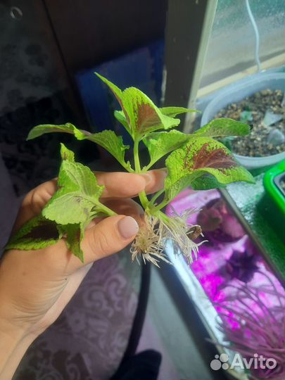 Растение Колеус