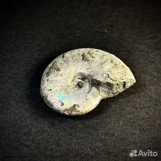 Аммонит окаменелость ископаемое палеонтология