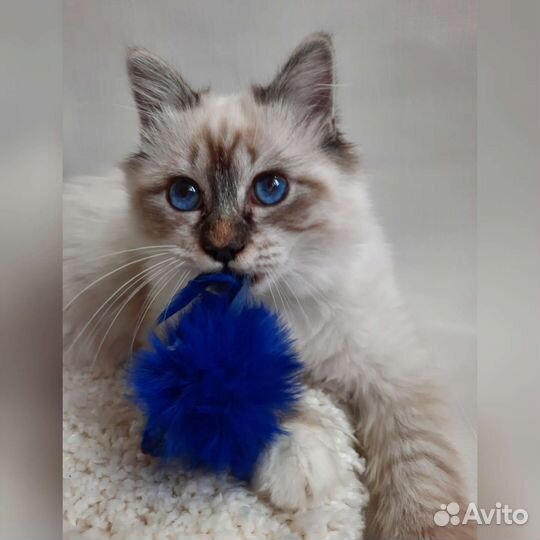 Священная бирма-котята