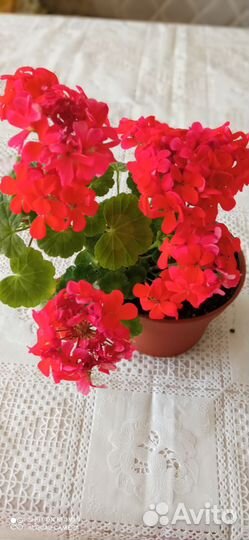 Пеларгония герань карлик