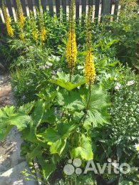 Бузульники