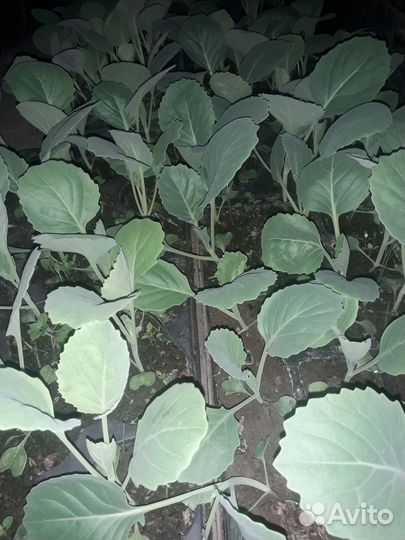 Капуста июньская рассада