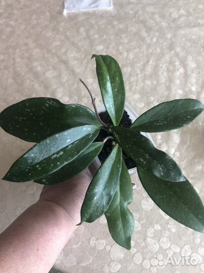 Комнатные растения цветы