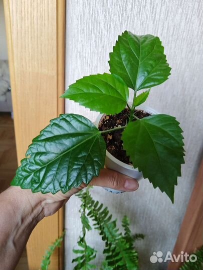 Гибискус китайская роза