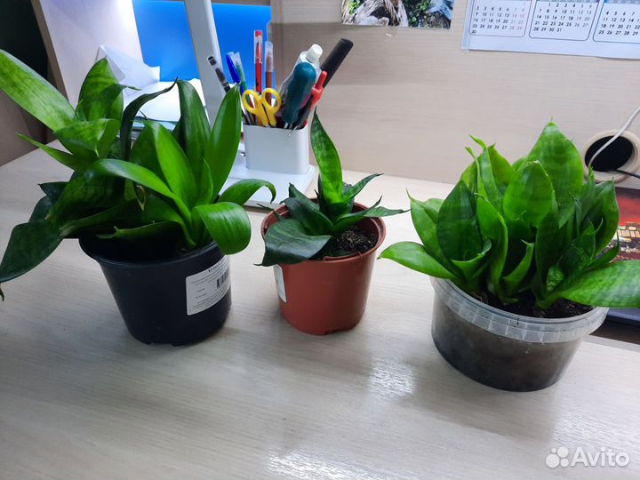 Сансевиерия, каланхоэ, традесканция