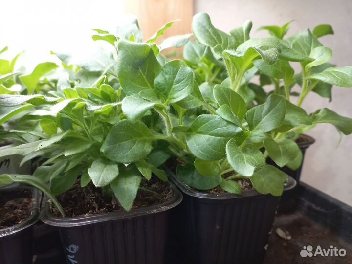 Петуния черенки