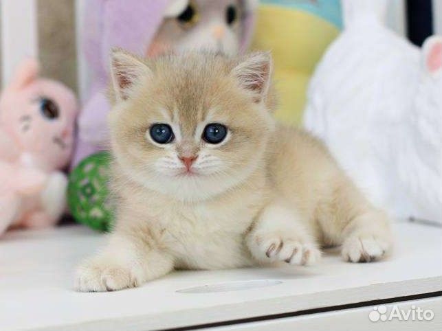 Британская шиншилла голубое золото