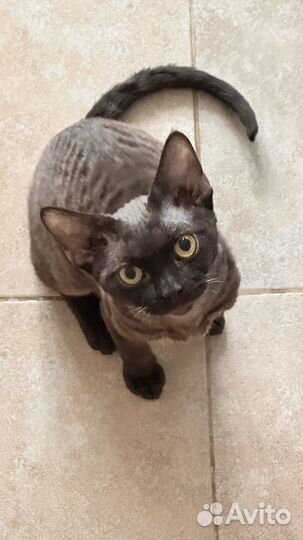 Девон-рекс шоколадный котик