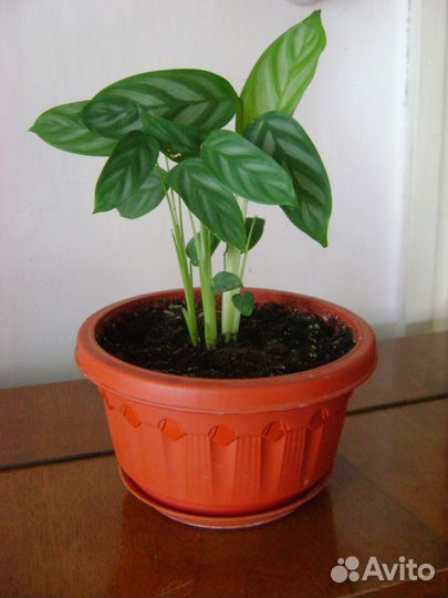 Комнатные цветы