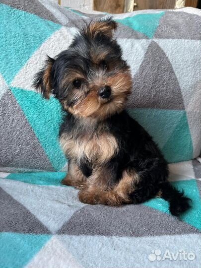 Йоркширский терьер