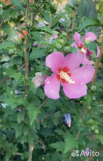 Сирейский гибискус сиреневй