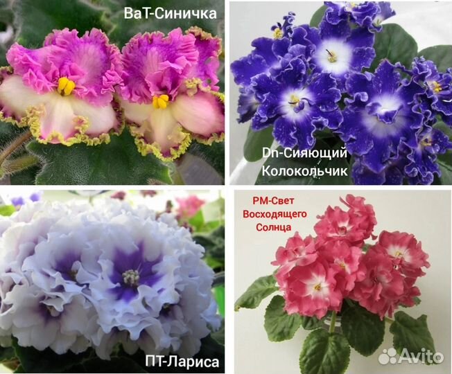 Фиалки детки