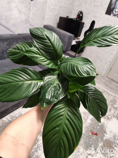 Спатифиллум Верди