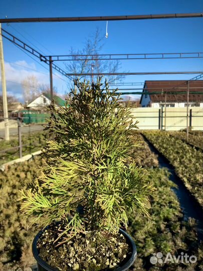 Туя западная смарагд в горшке