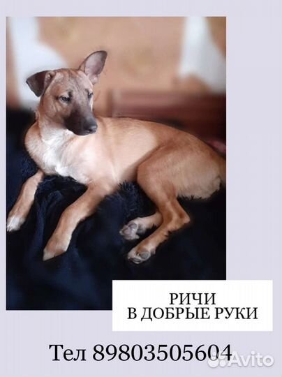 Ричи ищет дом