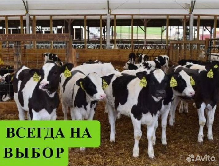 Телята Бычки от 1 месяца